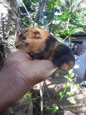 Guinea Pig