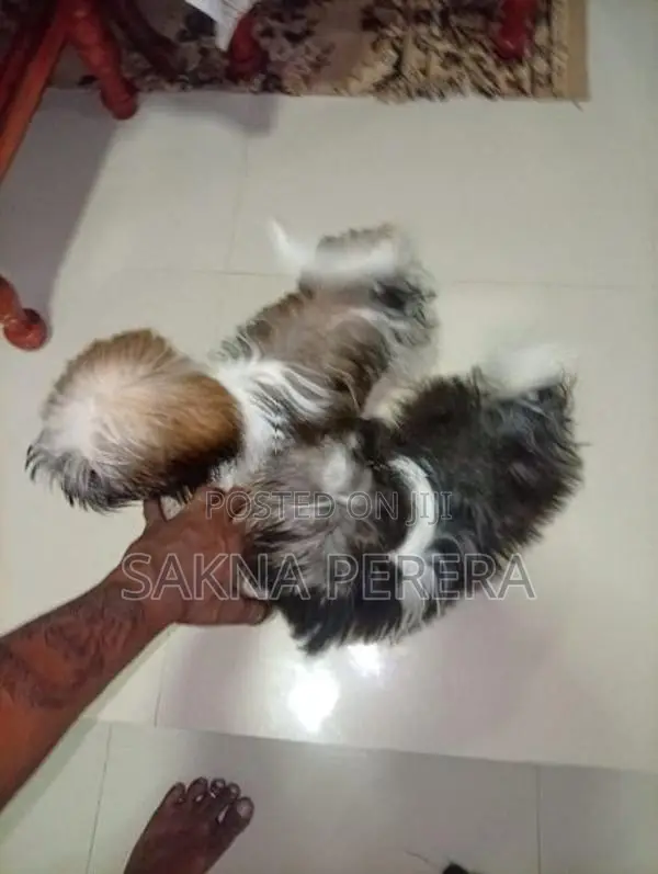Shih Tzu Puppies