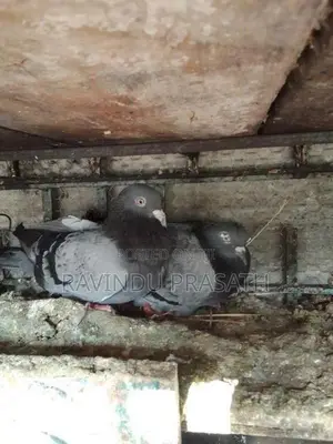 Pigeons