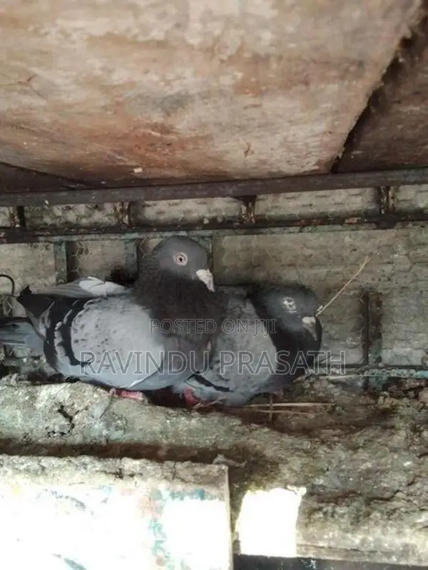 Pigeons