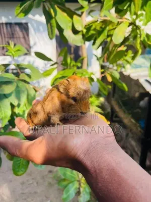 Guinea Pig