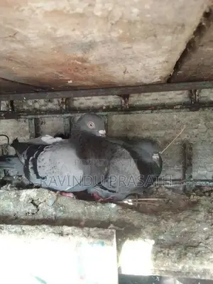Pigeons