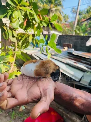 Guinea Pig