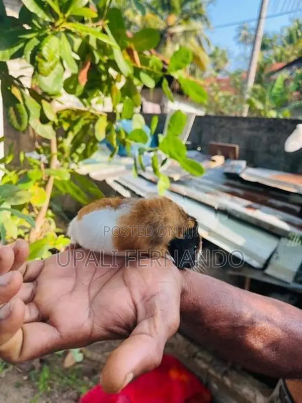 Guinea Pig