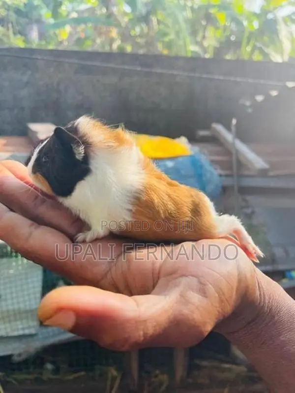 Guinea Pig