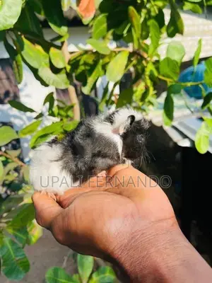Guinea Pig