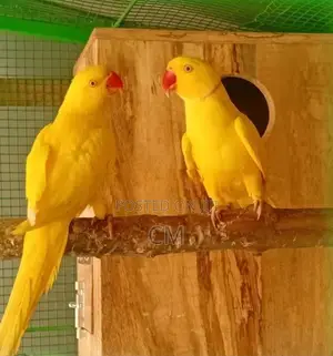 Ringneck Parrot