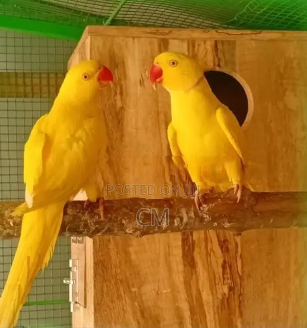 Ringneck Parrot