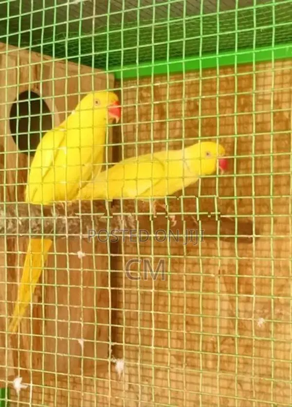 Ringneck Parrot