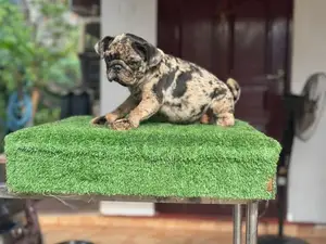 Pug Puppies