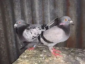 Racing Homer Pigeon