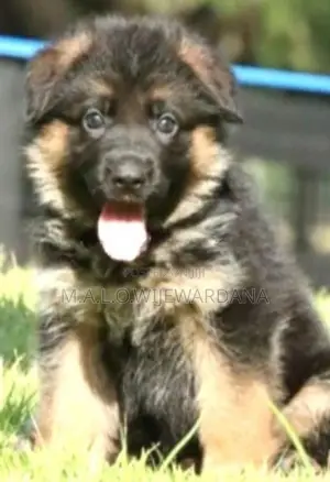 German Shepherd Puppies