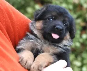 German Shepherd Puppies