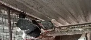 Pigeons