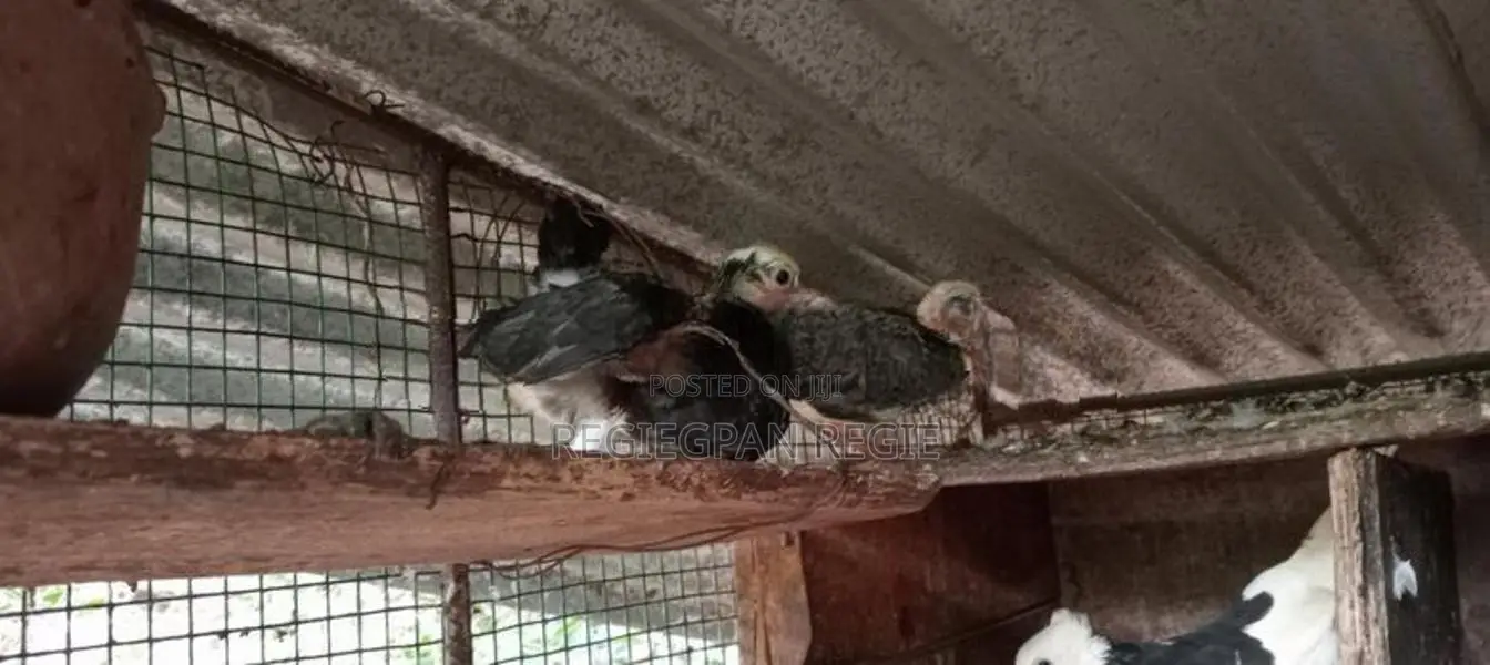 Pigeons