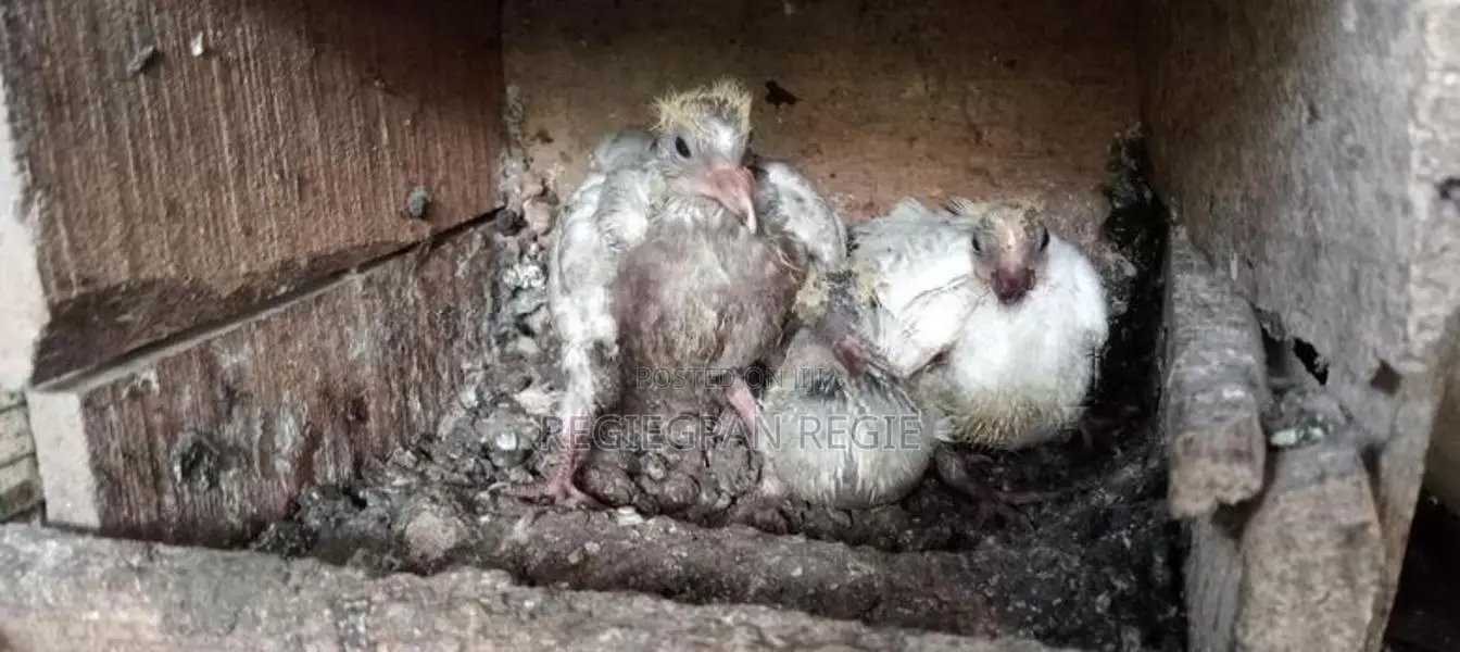 Pigeons
