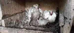Pigeons