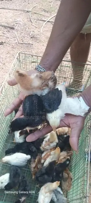 ගම් කිකිලි පැටවු