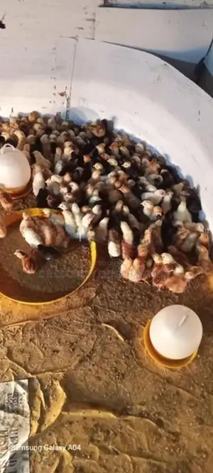 ගම් කිකිලි පැටවු