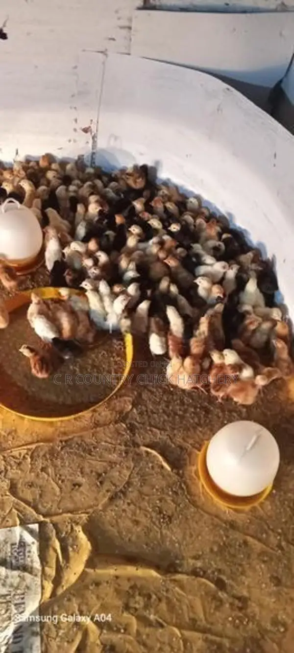 ගම් කිකිලි පැටවු