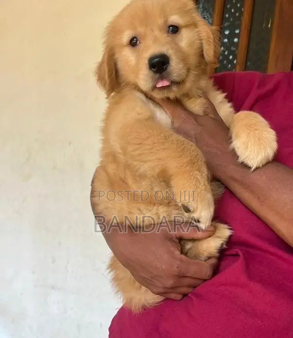 Golden Retriever Puppy