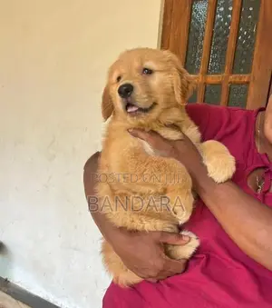 Golden Retriever Puppy