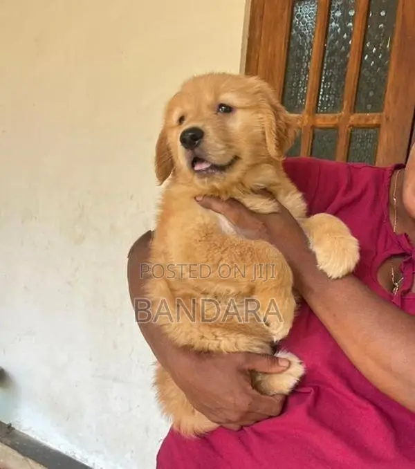 Golden Retriever Puppy