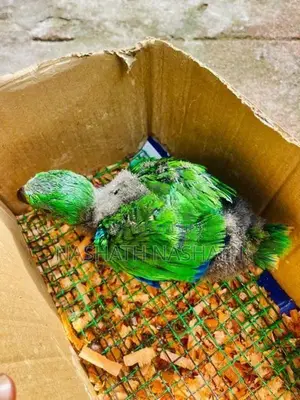 Eclectus Bird