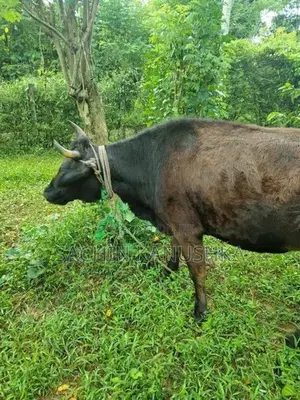 පැටවු දැමීමට ඇති වැස්සියන්