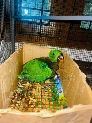 Eclectus Bird