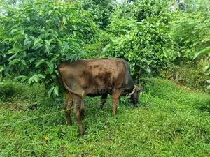 පැටවු දැමීමට ඇති වැස්සියන්