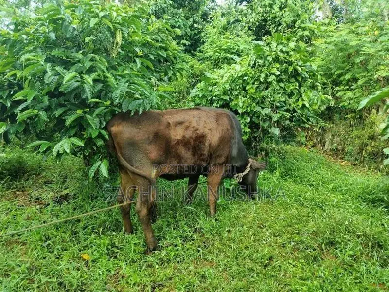 පැටවු දැමීමට ඇති වැස්සියන්