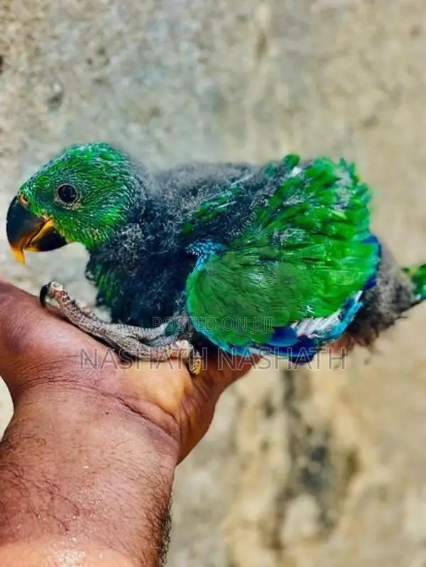 Eclectus Bird