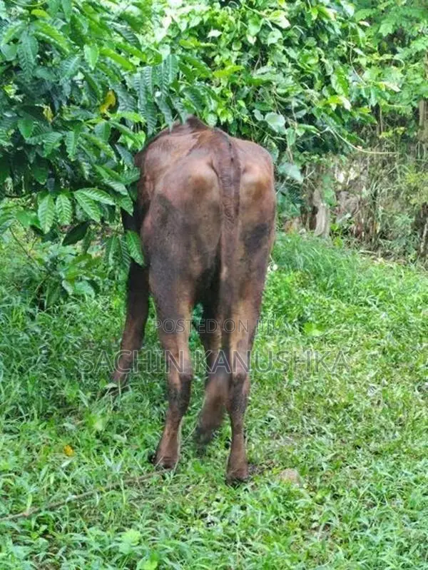 පැටවු දැමීමට ඇති වැස්සියන්