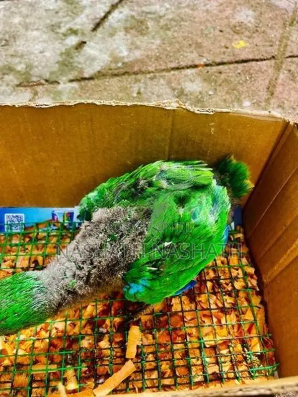 Eclectus Bird