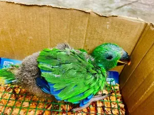 Eclectus Bird