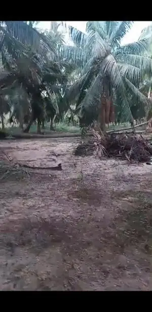 Coconut Land for Sale in Puttalam