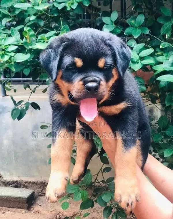 Rottweiler Puppy