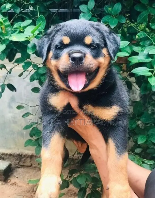 Rottweiler Puppy