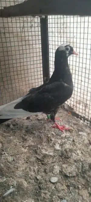 Pigeon