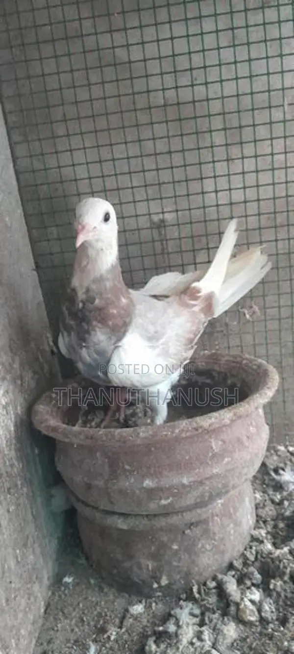 Pigeon