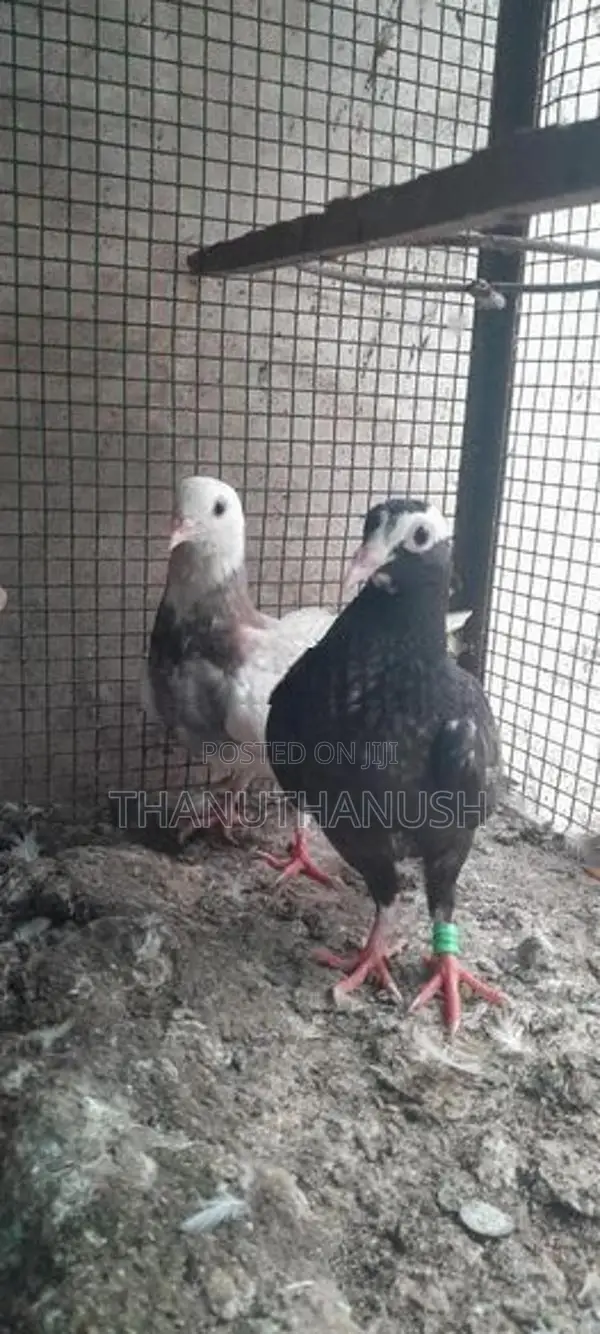 Pigeon