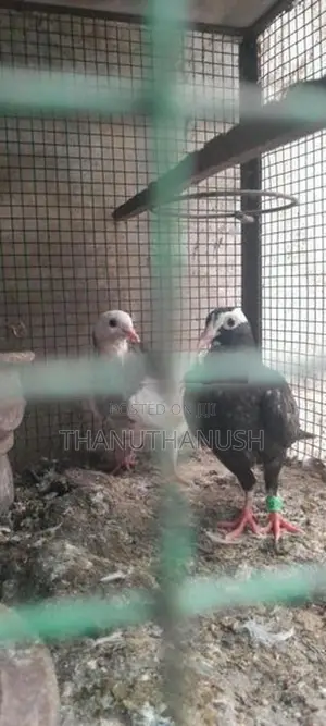 Pigeon