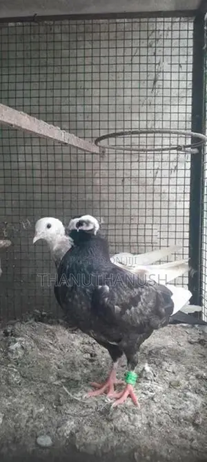 Pigeon