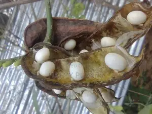 Madatiya Seeds