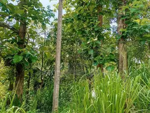 නිට්ටඹුව රුවන්වැල්ල පාරට මායිම් වූ වටිනා ඉඩමක්