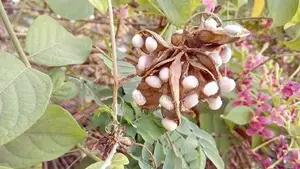 Madatiya Seeds