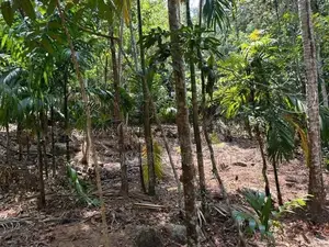නිට්ටඹුව රුවන්වැල්ල පාරට මායිම් වූ වටිනා ඉඩමක්