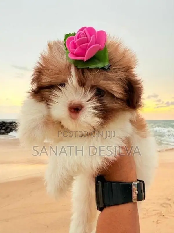 Shih Tzu Puppies