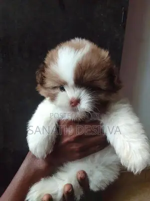 Shih Tzu Puppies